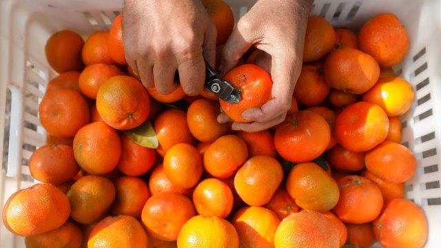 Panen jeruk di sebuah pertanian di El Nobaria, timur laut Kairo, Mesir Foto: MOHAMED ABD EL GHANY/REUTERS