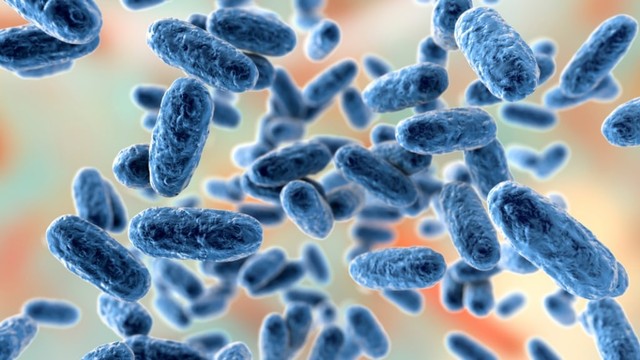 Ilustrasi 3D bakteri Bacteria Bordetella Pertussis Foto: Shutter Stock