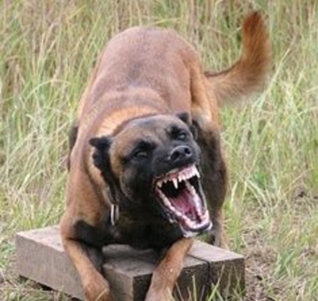 Arti mimpi digigit anjing. Foto: Pinterest