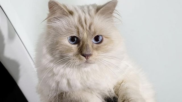 Choupette. Dok: The Straits Time