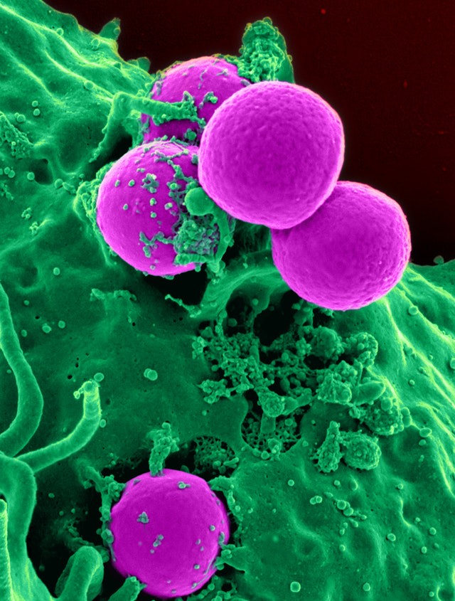Pembelahan Mitosis dan Meiosis, Ini Penjelasan Singkat Tentangnya!