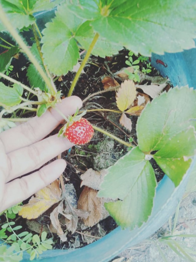 Strawberi Bulan Desember