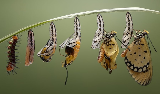 Metamorfosis Sempurna Foto: dok Pinterest