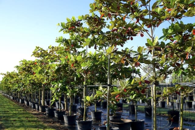 Pohon Ketapang. Foto: Dekoruma.com