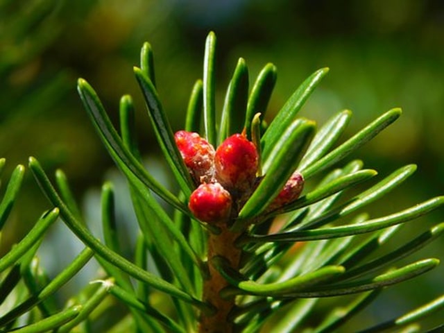 Ilustrasi tumbuhan gymnospermae. Foto: Pixabay