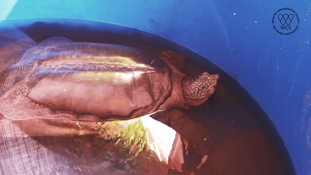 Penyu kulit lunak Swinhoe betina akhirnya ditemukan di Vietnam. Foto: WCS Vietnam
