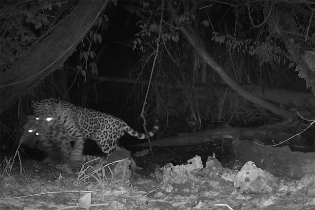 Seekor jaguar tertangkap kamera sedang memangsa kucing liar ocelot. Foto: Washington State University
