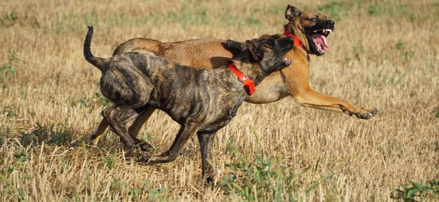 Arti mimpi digigit anjing sumber foto: Correcto ID