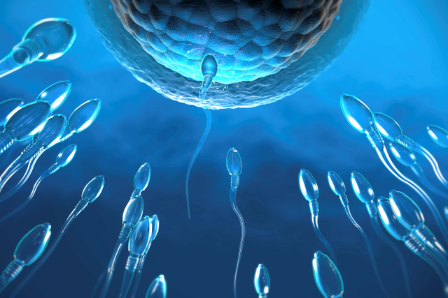 Ilustrasi sel sperma menuju sel telur untuk membuahi.  Foto: Getty Images