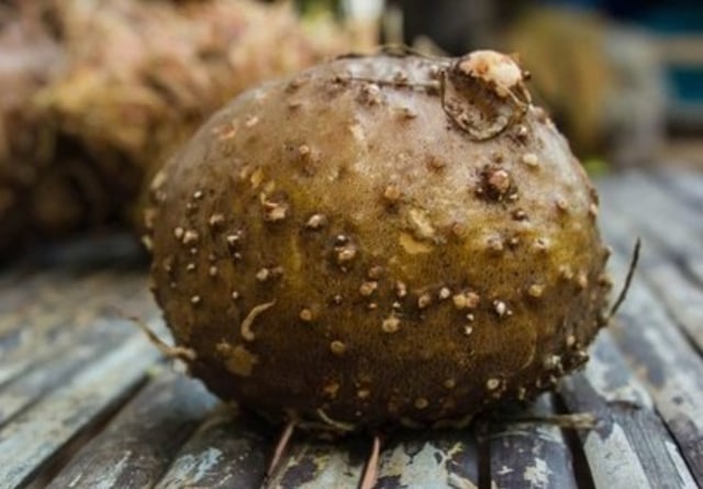 Umbi porang. Foto: Dokumen Kementan
