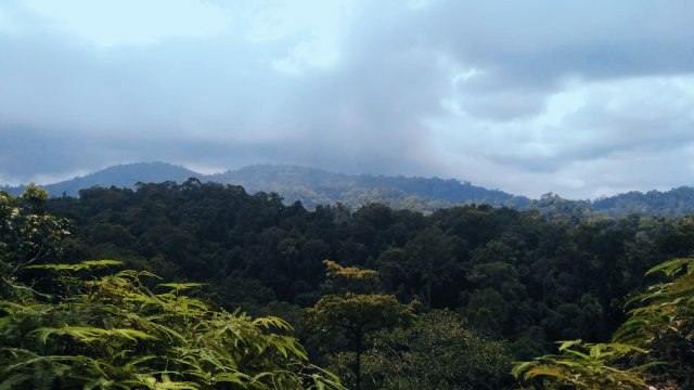 hutan alami 