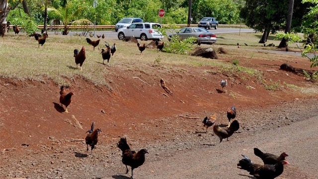 Ayam liar berkeliaran di jalan. (Foto: ilovehawaii_kochamhawaje/Instagram)