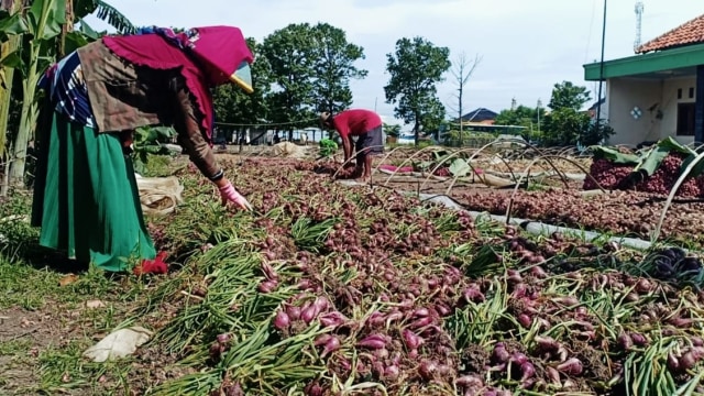 Petani bawang merah Brebes dengan hasil panenannya.