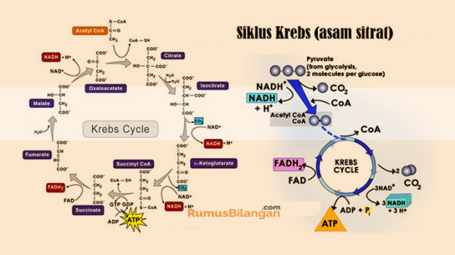 Tampilan Siklus Krebs, Sumber: Kumparan