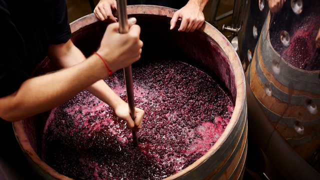 Ilustrasi pembuatan wine. Foto: Getty Images