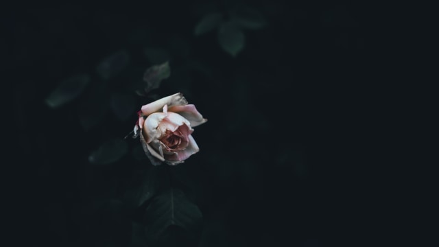 Ilustrasi kematian. Foto: Unsplash.com/anniespratt