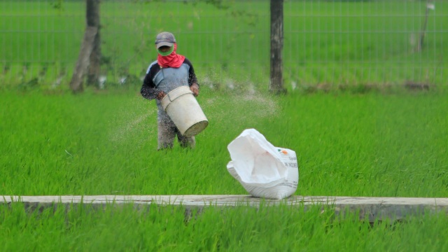 Petani menebar pupuk di areal sawah desa Brondong, Kecamatan Pasekan, Indramayu, Jawa Barat, Jumat (8/1/2021). Foto: Dhedez Anggara/ANTARA FOTO