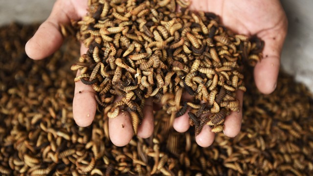 Ilustrasi larva lalat hitam (Hermetia illucens) (8/1/2021). Foto: Asep Fathulrahman/ANTARA FOTO