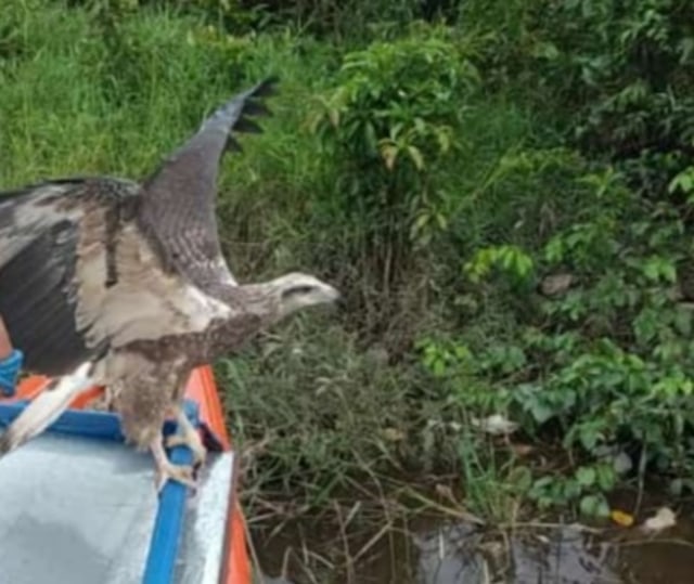 Seekor elang laut saat hendak terbang usai dilepaskan dari kandang oleh pihak BKSDA Pos Jaga Sampit, Jumat 8 Januari 2021. (FOTO: Dokumen BKSDA).﻿
