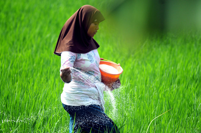 Petani memberikan pupuk tanaman padi. Foto: ANTARA FOTO/Saiful Bahri