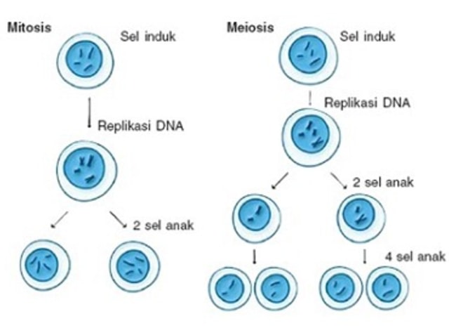 Ilustrasi Pembelahan Mitosis dan Meiosis  sumber: Pengertian