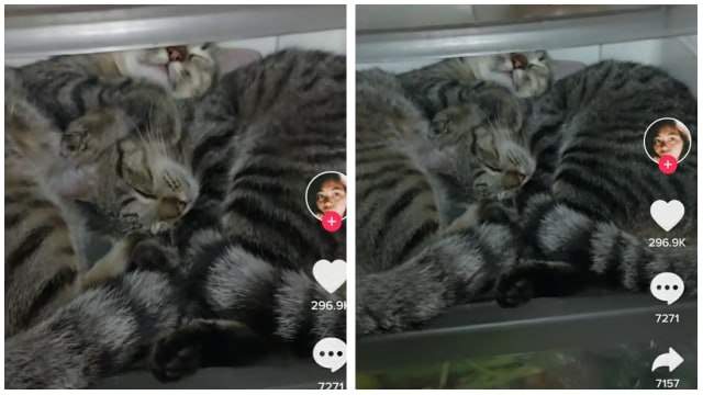 Dok. TikTok.com/ @tasyaargyt