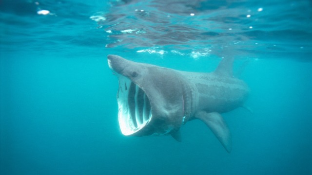 Hiu penjemur (Cetorhinus maximus). Foto: Corbis/VCG/Getty Images