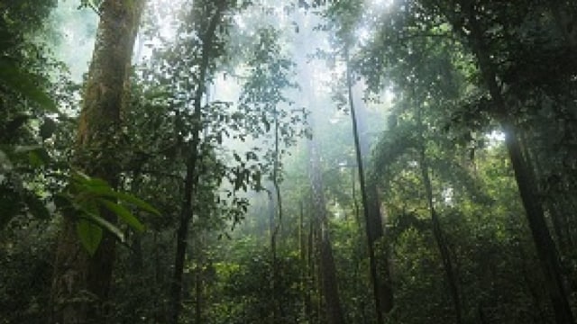 Adanya Hutan Hujan Tropis sebagai Dampak Letak Astronomis Indonesia Foto: dok IlmuGeografi.com