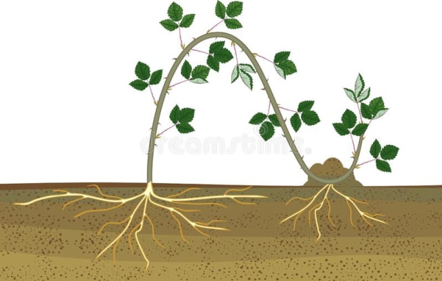 Reproduksi Vegetatif Alami Foto: dok Dreamstime.com