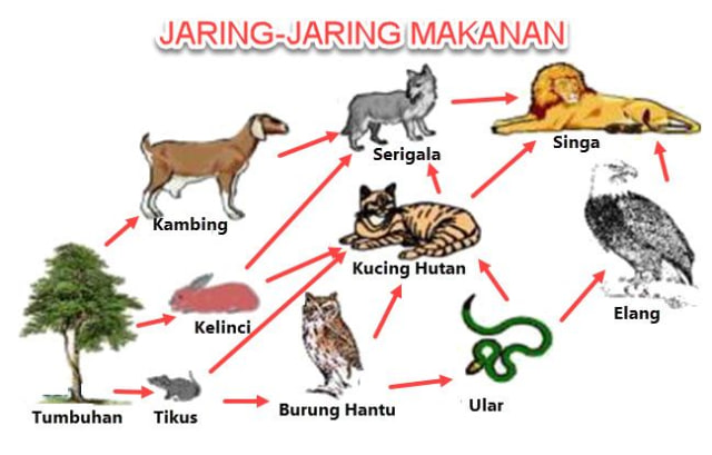 Contoh Rantai Makanan di Hutan, Sumber: Pinterest
