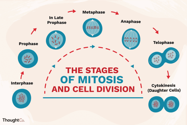 Pembelahan Sel Mitosis. Sumber: Thoughtco.com