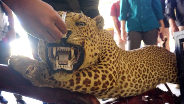 Barang bukti satwa dilindungi macan tutul, dari rumah seorang bandar narkoba di Aceh, di Mapolresta Banda Aceh, Kamis (14/1). Foto: Zuhri Noviandi/kumparan