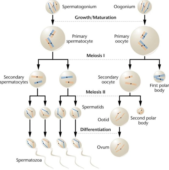 Meiosis pada Pada Pembentukan Gamet. Sumber: Sites.google.com