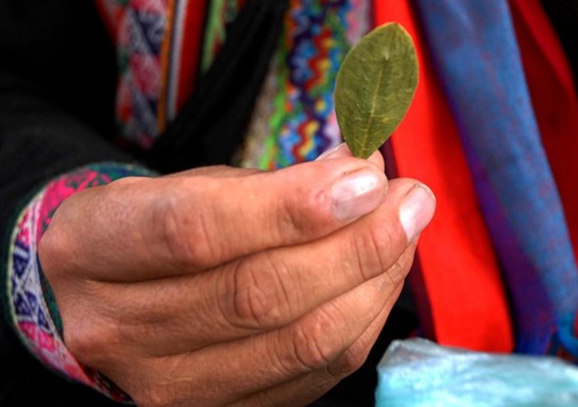 Daun koka, bahan dasar kokain | Wikimedia Commons