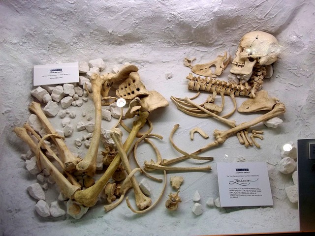 Ilustrasi fosil. Sumber: Wikimedia Commons