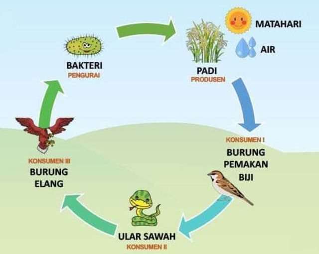 Ilustrasi Rantai Makanan di Sawah, Foto: Dok. rumushitung.com