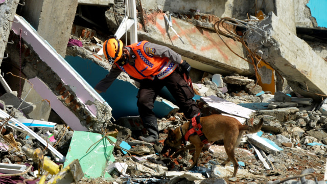 Anggota polisi dengan bantuan Unit Satwa K9 Mabes Polri melakukan pencarian korban gempa bumi di Rumah Sakit Mitra Manakarra di Mamuju, Sulawesi Barat, Senin (18/1). Foto: Abriawan Abhe/ANTARA FOTO