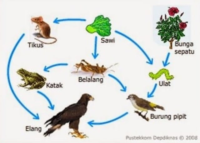 Ilustrasi Rantai Makanan dan Jaring-jaring Makanan sumber: Pengajar CoID