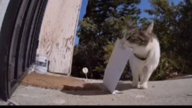 Viral kucing bernama China curi perabot rumah tetangga tiap hari. (Foto: TikTok/@songsofmyfelines)