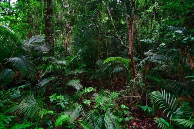 Ilustrasi suksesi ekologi. Foto: Freepik