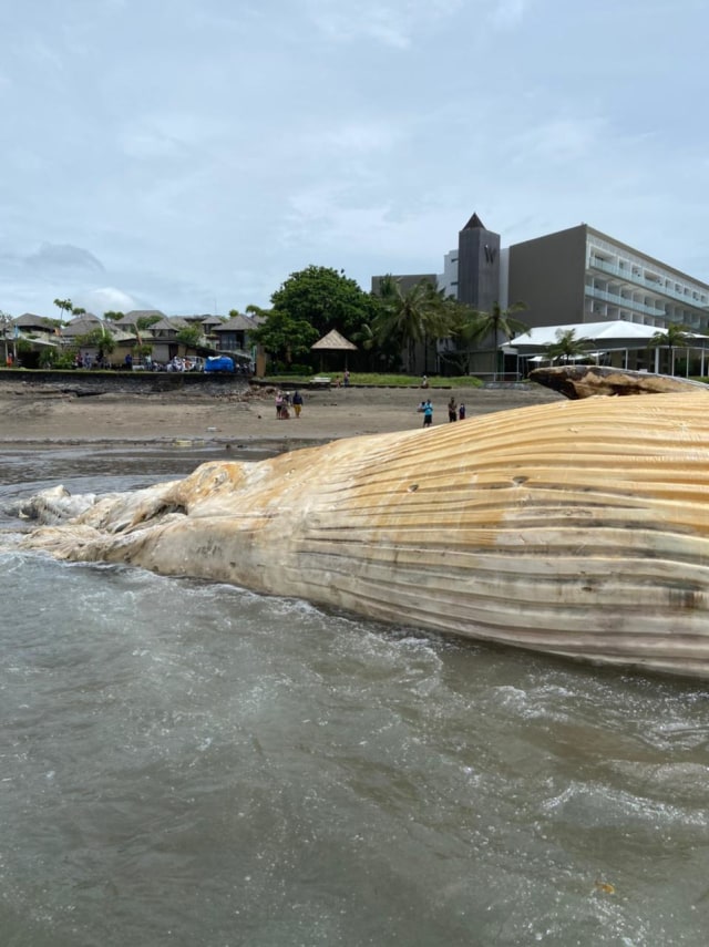 Bangkai Paus Terdampar di Canggu, Bali, Jenis Great White