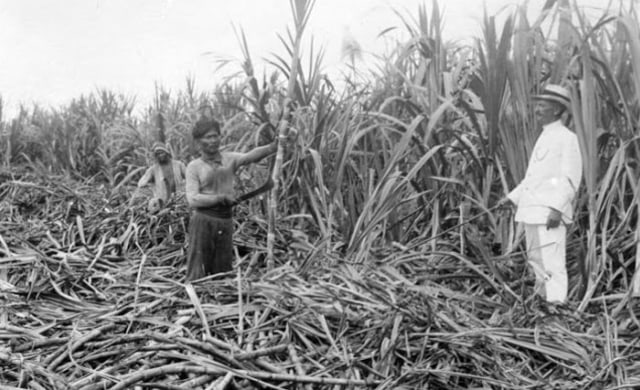 Ilustrasi Tanam Paksa, sumber: Pelajaran Sekolah Online