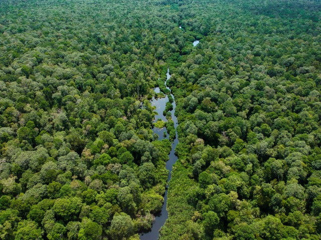 Hutan Gambut Utuh Terbesar di Sumatera. Dok. Grup APRIL. 