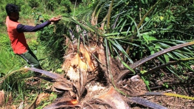 Warga menunjukan tanaman kelapa sawit yang dirusak kawanan gajah liar di Desa Seumantok, Pante Ceureumen, Aceh Barat, Aceh, Senin (24/8/2020). Foto: ANTARA