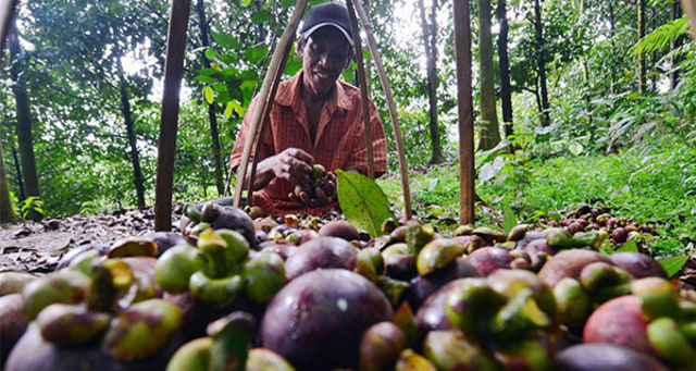 Ilustrasi petani manggis. Foto: Radar Bogor