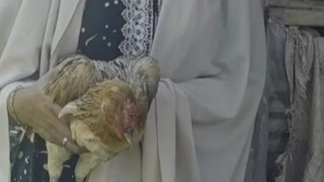 Keluarga Penerima Manfaat (KPM) program BPNT Kemensos RI, menerima ayam hidup dari Ewaroeng yang seharusnya berupa daging ayam potong beku sesuai dengan pedoman umum. Foto: Ahmad Fikri/ANTARA