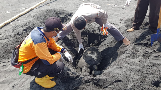 Ada Iritasi Pencernaan, Penyu Mati Terdampar di Pantai Congot Kulon Progo