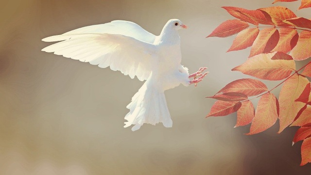 Burung Merpati sering dianggap sebagai salah satu lambang cinta. Lantas mengapa bisa demikian? Foto. dok Pixabay