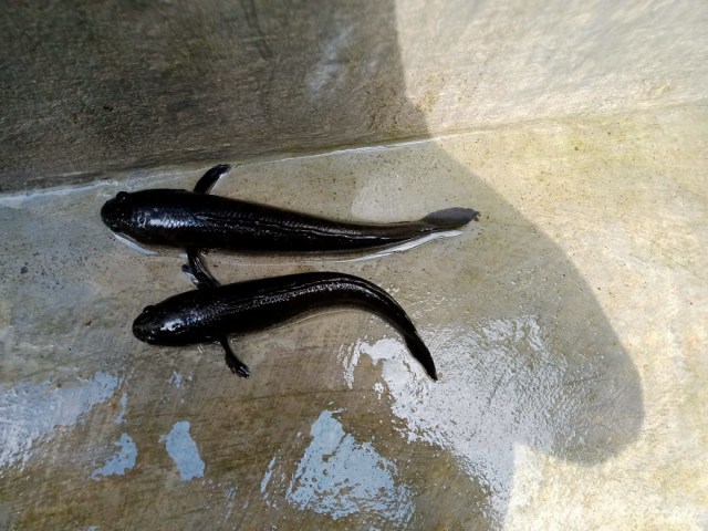 Sepasang ikan gabus di kolam Sukidjo. Foto: Widi Erha Pradana. 