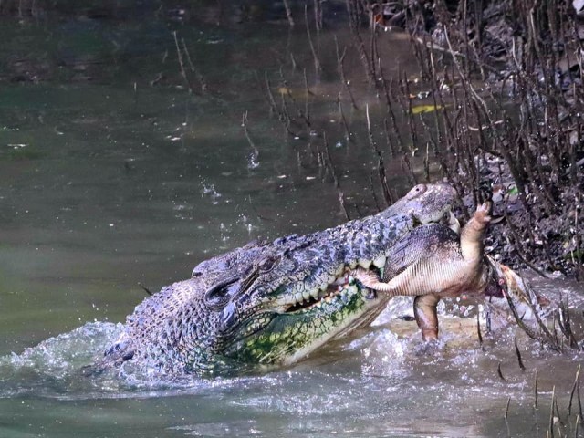 Detik-detik buaya serang dan banting biawak Foto: William Ko/Facebook Nature Society